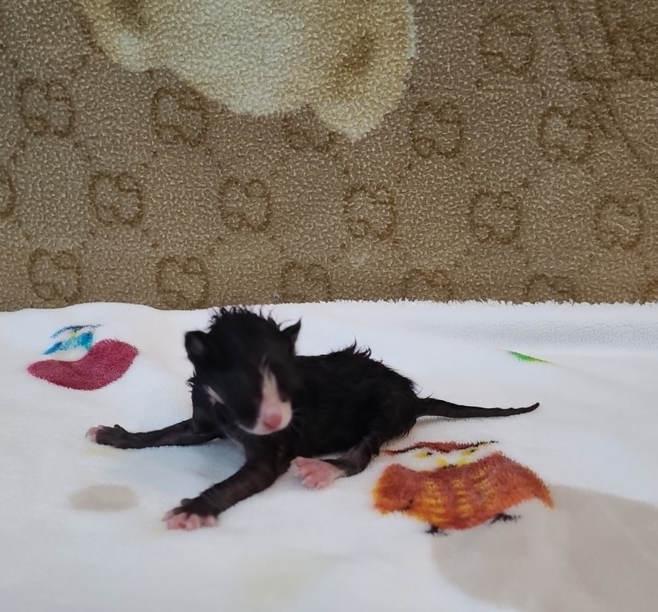 군산유기동물보호센터_445467202500647